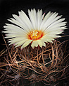 Нажмите на изображение для увеличения.

Название:	Asrophytum_senile.jpg
Просмотров:	245
Размер:	249.1 Кб
ID:	329579