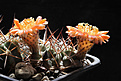 Нажмите на изображение для увеличения.

Название:	Acanthocalycium_ferrari_VG1025.jpg
Просмотров:	225
Размер:	195.3 Кб
ID:	329581