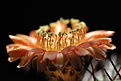 Нажмите на изображение для увеличения.

Название:	Acanthocalycium_ferrari_VG1025_fl.jpg
Просмотров:	243
Размер:	247.5 Кб
ID:	329582