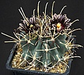 Нажмите на изображение для увеличения.

Название:	Glandulicactus_uncinatus_PP829_IMG_9525.jpg
Просмотров:	267
Размер:	147.3 Кб
ID:	329585