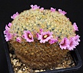 Нажмите на изображение для увеличения.

Название:	Mammillaria_carmenae_f_IMG_9534.jpg
Просмотров:	234
Размер:	159.7 Кб
ID:	329586
