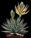 Нажмите на изображение для увеличения.

Название:	Aloe_longistyla_IMG_9543.jpg
Просмотров:	181
Размер:	94.4 Кб
ID:	329587