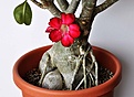 Нажмите на изображение для увеличения.

Название:	Adenium_BW.jpg
Просмотров:	171
Размер:	99.1 Кб
ID:	329589