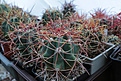 Нажмите на изображение для увеличения.

Название:	Ferocactus_acanthodes_v.eastwoodii.jpg
Просмотров:	245
Размер:	247.7 Кб
ID:	329591