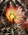 Нажмите на изображение для увеличения.

Название:	Pyrrhocactus_andreaeanus.jpg
Просмотров:	234
Размер:	180.3 Кб
ID:	329595
