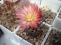 Нажмите на изображение для увеличения.

Название:	Pyrrhocactus_andreaeana.JPG
Просмотров:	234
Размер:	93.7 Кб
ID:	329596