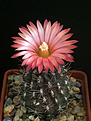 Нажмите на изображение для увеличения.

Название:	Pyrrhocactus_andreaeanusGN99_9913412.jpg
Просмотров:	184
Размер:	79.9 Кб
ID:	329597