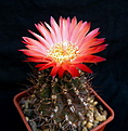 Нажмите на изображение для увеличения.

Название:	Pyrrhocactus_andreaeanusGN99_9913412...jpg
Просмотров:	202
Размер:	94.8 Кб
ID:	329598