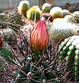 Нажмите на изображение для увеличения.

Название:	Pyrrhocactus_andreaeanusGN99_9913412.....jpg
Просмотров:	187
Размер:	136.6 Кб
ID:	329599