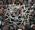 Нажмите на изображение для увеличения.

Название:	Gymnocalycium_ferox.jpg
Просмотров:	230
Размер:	196.7 Кб
ID:	329635