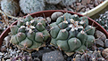 Нажмите на изображение для увеличения.

Название:	Thelocactus_bueckii.jpg
Просмотров:	190
Размер:	214.6 Кб
ID:	329637