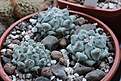 Нажмите на изображение для увеличения.

Название:	Thelocactus_phymatothelos.jpg
Просмотров:	196
Размер:	228.9 Кб
ID:	329639