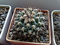 Нажмите на изображение для увеличения.

Название:	Thelocactus_bueckii.jpg
Просмотров:	182
Размер:	279.1 Кб
ID:	329640