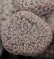 Нажмите на изображение для увеличения.

Название:	Austrocylindropuntia_clavarioides.jpg
Просмотров:	185
Размер:	204.4 Кб
ID:	329709