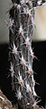Нажмите на изображение для увеличения.

Название:	Pterocactus_fischeri.jpg
Просмотров:	179
Размер:	181.0 Кб
ID:	329711