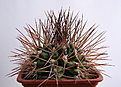 Нажмите на изображение для увеличения.

Название:	Gymnocalycium_pungens.jpg
Просмотров:	197
Размер:	171.7 Кб
ID:	329716