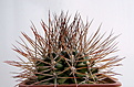 Нажмите на изображение для увеличения.

Название:	Gymnocalycium_pungens_2.jpg
Просмотров:	225
Размер:	176.6 Кб
ID:	329717