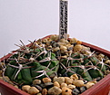 Нажмите на изображение для увеличения.

Название:	Gymnocalycium_catamarcenseSTO-135.jpg
Просмотров:	232
Размер:	136.1 Кб
ID:	329718