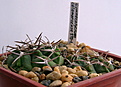 Нажмите на изображение для увеличения.

Название:	Gymnocalycium_catamarcenseSTO-135...jpg
Просмотров:	213
Размер:	130.9 Кб
ID:	329719