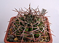 Нажмите на изображение для увеличения.

Название:	Gymnocalycium_schickendantzii_P17A.jpg
Просмотров:	223
Размер:	159.7 Кб
ID:	329720