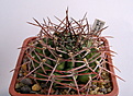 Нажмите на изображение для увеличения.

Название:	Gymnocalycium_schickendantzii_P17A.jpg
Просмотров:	194
Размер:	159.7 Кб
ID:	329720