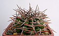 Нажмите на изображение для увеличения.

Название:	Gymnocalycium_schickendantzii_P17A...jpg
Просмотров:	231
Размер:	168.0 Кб
ID:	329721