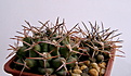 Нажмите на изображение для увеличения.

Название:	Gymnocalycium_schickendantzii_P17S.jpg
Просмотров:	235
Размер:	183.1 Кб
ID:	329722