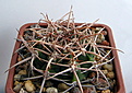 Нажмите на изображение для увеличения.

Название:	Gymnocalycium_ferox.jpg
Просмотров:	219
Размер:	177.9 Кб
ID:	329723