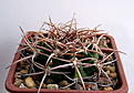 Нажмите на изображение для увеличения.

Название:	Gymnocalycium_ferox...jpg
Просмотров:	223
Размер:	165.6 Кб
ID:	329724