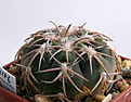 Нажмите на изображение для увеличения.

Название:	Gymnocalycium_spegazzinii_v.punillense_GN91-492_1561.jpg
Просмотров:	195
Размер:	140.3 Кб
ID:	329725