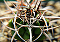 Нажмите на изображение для увеличения.

Название:	Gymnocalycium_ferox.jpg
Просмотров:	171
Размер:	117.4 Кб
ID:	329749