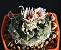 Нажмите на изображение для увеличения.

Название:	Turbinicarpus_klinkerianus.jpg
Просмотров:	159
Размер:	147.8 Кб
ID:	329761