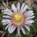 Нажмите на изображение для увеличения.

Название:	Stenocactus_coptonogonus.jpg
Просмотров:	193
Размер:	211.9 Кб
ID:	329769