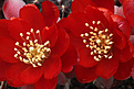 Нажмите на изображение для увеличения.

Название:	Rebutia_heliosa_v.condorensis.jpg
Просмотров:	191
Размер:	197.4 Кб
ID:	329770
