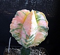 Нажмите на изображение для увеличения.

Название:	Astrophytum myriostigma variegated_27.7.12.JPG
Просмотров:	318
Размер:	110.6 Кб
ID:	329772