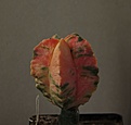 Нажмите на изображение для увеличения.

Название:	Astrophytum myriostigma variegated_10.12_2.jpg
Просмотров:	324
Размер:	205.4 Кб
ID:	329773