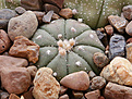 Нажмите на изображение для увеличения.

Название:	Astrophytum_asterias1.jpg
Просмотров:	192
Размер:	212.5 Кб
ID:	329798