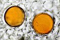 Нажмите на изображение для увеличения.

Название:	tannins_no_Titanopsis.jpg
Просмотров:	180
Размер:	141.9 Кб
ID:	329802