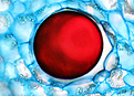 Нажмите на изображение для увеличения.

Название:	tannins_Titanopsis_lued.jpg
Просмотров:	189
Размер:	134.3 Кб
ID:	329803