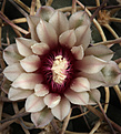 Нажмите на изображение для увеличения.

Название:	Gymnocalycium_cardenasianum_.jpg
Просмотров:	192
Размер:	181.4 Кб
ID:	329807