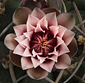 Нажмите на изображение для увеличения.

Название:	Gymnucalycium_cardenasianum.jpg
Просмотров:	198
Размер:	193.7 Кб
ID:	329808