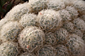 Нажмите на изображение для увеличения.

Название:	Mammillaria_plumosa.jpg
Просмотров:	139
Размер:	241.4 Кб
ID:	329836