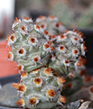 Нажмите на изображение для увеличения.

Название:	Tephrocactus_molinensis.jpg
Просмотров:	147
Размер:	222.4 Кб
ID:	329837