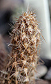 Нажмите на изображение для увеличения.

Название:	Pterocactus_valentinii.jpg
Просмотров:	138
Размер:	204.4 Кб
ID:	329838