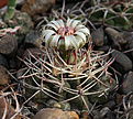 Нажмите на изображение для увеличения.

Название:	Gymnocalycium_prohazkianum_f._VG061.jpg
Просмотров:	207
Размер:	205.5 Кб
ID:	329839