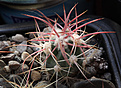 Нажмите на изображение для увеличения.

Название:	Echinocactus_polycephalus.jpg
Просмотров:	140
Размер:	202.4 Кб
ID:	329843