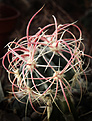 Нажмите на изображение для увеличения.

Название:	Echinocactus_xeranthemoides.jpg
Просмотров:	140
Размер:	221.5 Кб
ID:	329844