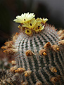 Нажмите на изображение для увеличения.

Название:	Notocactus_scopa.jpg
Просмотров:	126
Размер:	184.3 Кб
ID:	329884