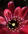 Нажмите на изображение для увеличения.

Название:	Rebutia_pygmaea_v.violascens_WR295.jpg
Просмотров:	155
Размер:	234.5 Кб
ID:	329886