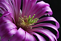 Нажмите на изображение для увеличения.

Название:	Echinocereus_morricalii.jpg
Просмотров:	168
Размер:	202.8 Кб
ID:	329887